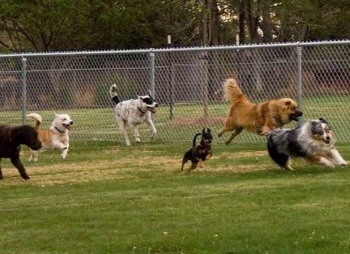 Fenced in Dog Park on Campground