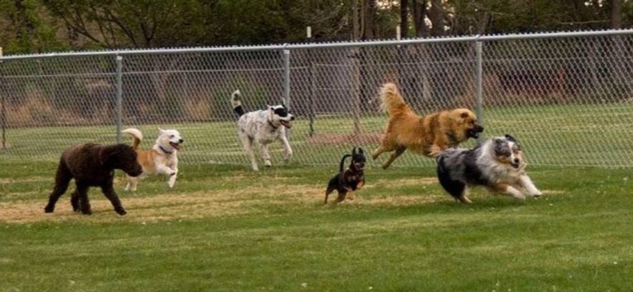 Fenced in Dog Park on Campground