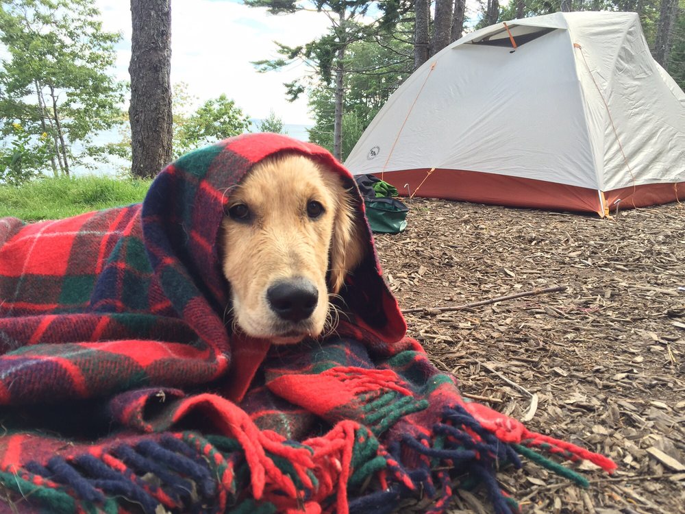 Fenced in Dog Park on Campground